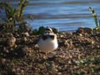 Charadrius dubius