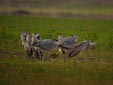 Ardea cinerea