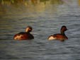 Podiceps nigricollis