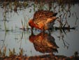 Calidris canutus