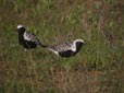 Pluvialis squatarola