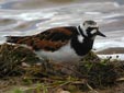 Arenaria interpres