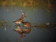 Calidris ferruginea
