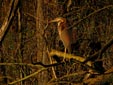 Ardea purpurea