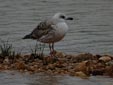 Larus fuscus