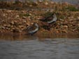 Calidris alpina