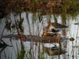 Calidris alpina