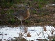 Numenius phaeopus