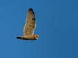 Asio flammeus