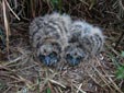 Asio flammeus