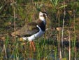 Vanellus vanellus