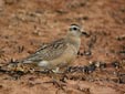 Charadrius morinellus