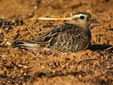 Charadrius morinellus