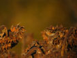 Fringilla montifringilla
