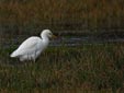 Bubulcus ibis