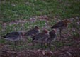 Limosa limosa
