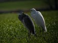 Egretta alba