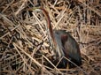 Ardea purpurea