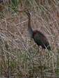 Ardea purpurea
