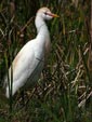 Bubulcus ibis