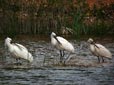 Platalea leucorodia