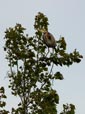 Ardea purpurea