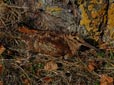 Scolopax rusticola