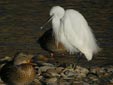Egretta garzetta