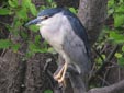 Nycticorax nycticorax