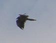 Gypaetus barbatus
