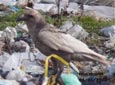 Corvus corax