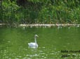 Cygnus cygnus