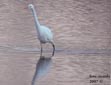 Egretta alba