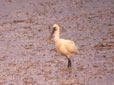 Platalea leucorodia