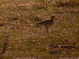 Limosa limosa