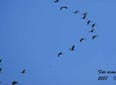 Grus grus