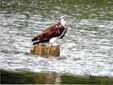 Pandion haliaetus