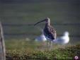 Numenius phaeopus