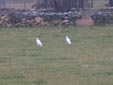 Bubulcus ibis