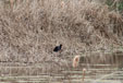 Porphyrio porphyrio