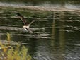 Pandion haliaetus