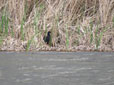 Porphyrio porphyrio