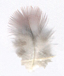Cobertera de contorno (pecho)
