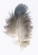 Cobertera de contorno (obispillo)
